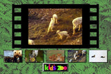 KID'S ZOO A BABY ANIMAL ADVENTURE +1Clk Windows 11 10 8 7 Vista XP Install
